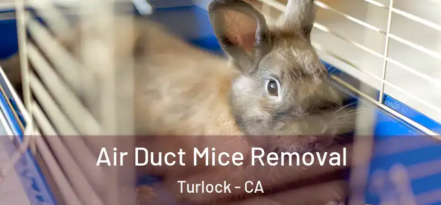 Air Duct Mice Removal Turlock - CA