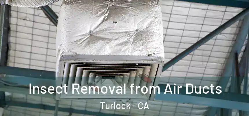 Insect Removal from Air Ducts Turlock - CA