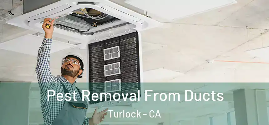 Pest Removal From Ducts Turlock - CA